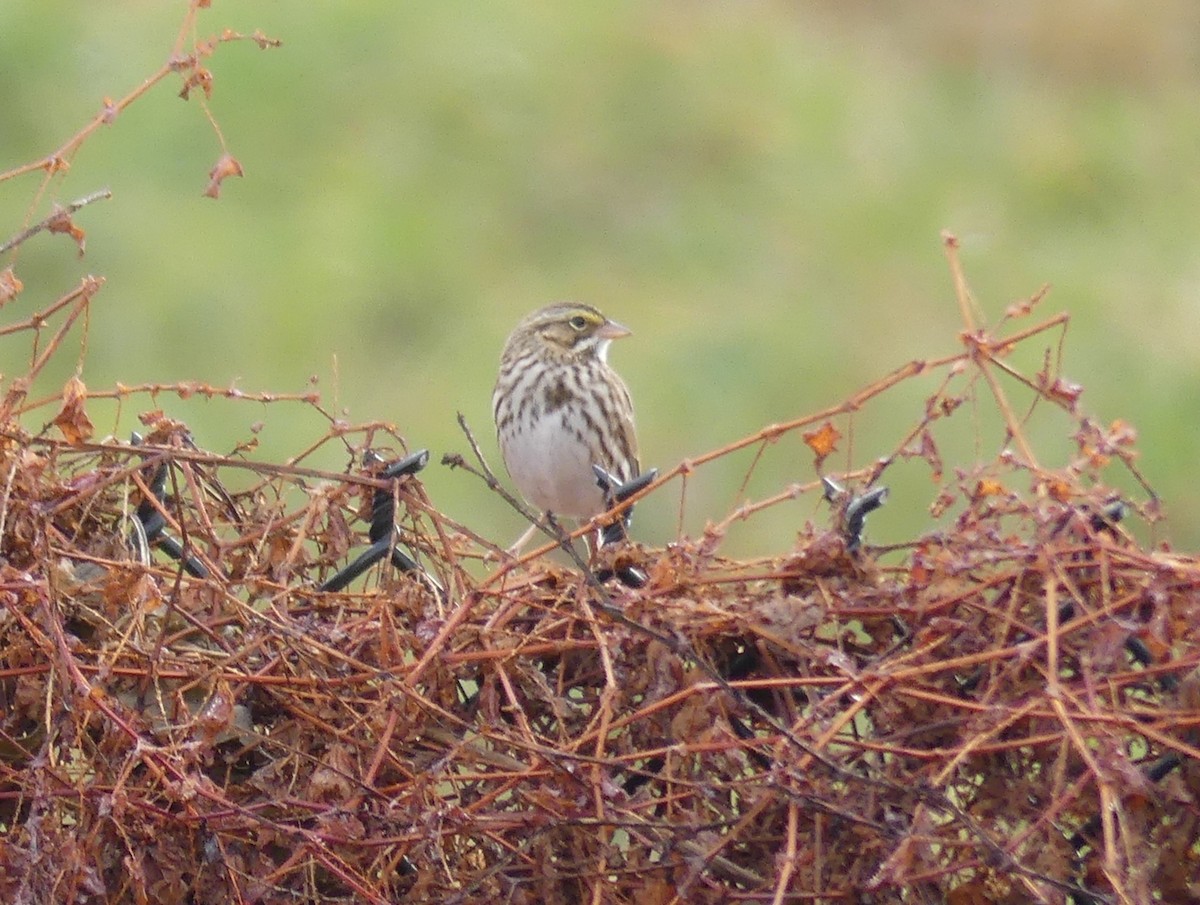 Savannah Sparrow - ML645722931