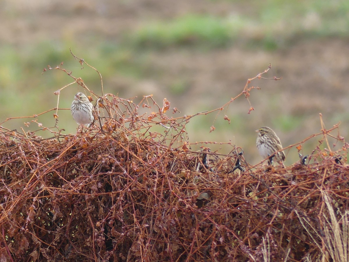 Savannah Sparrow - ML645722932