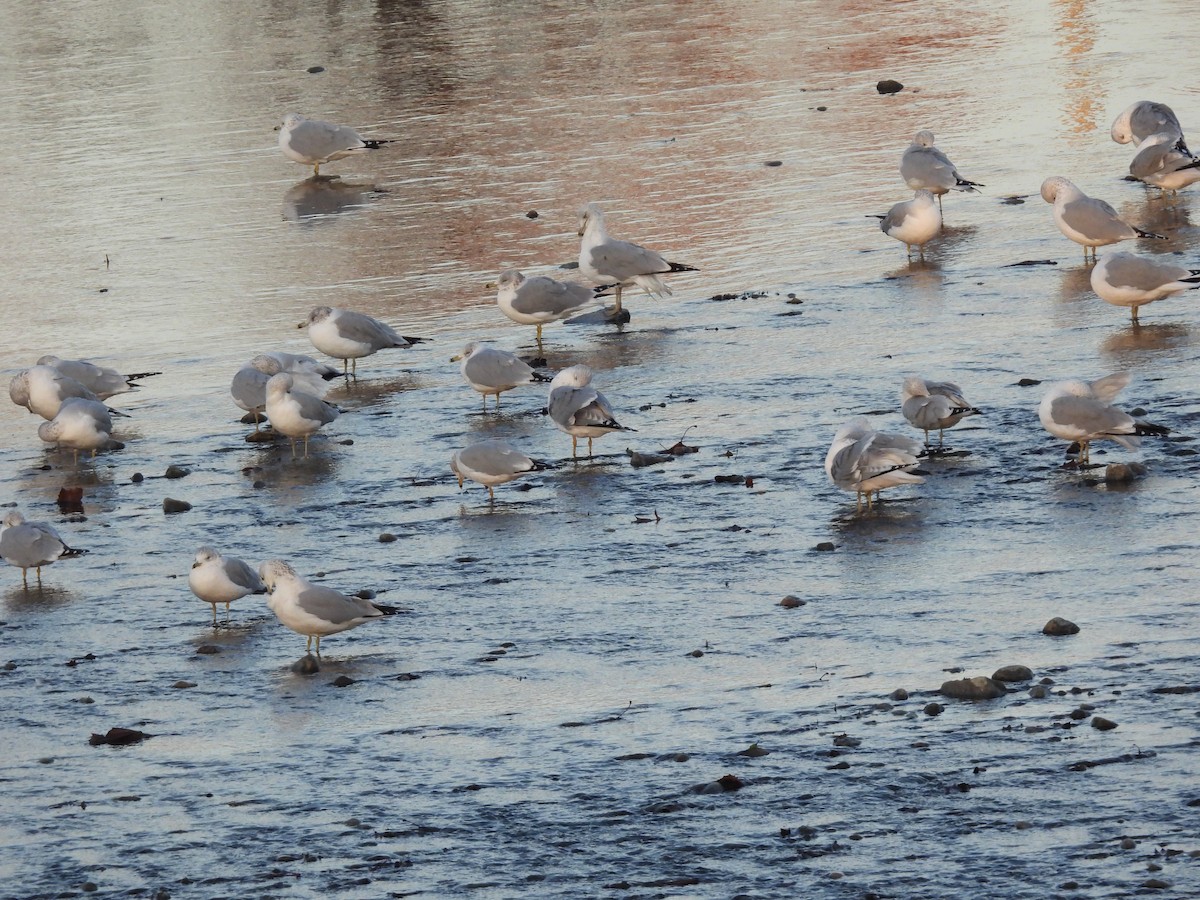 Ring-billed Gull - ML645722943