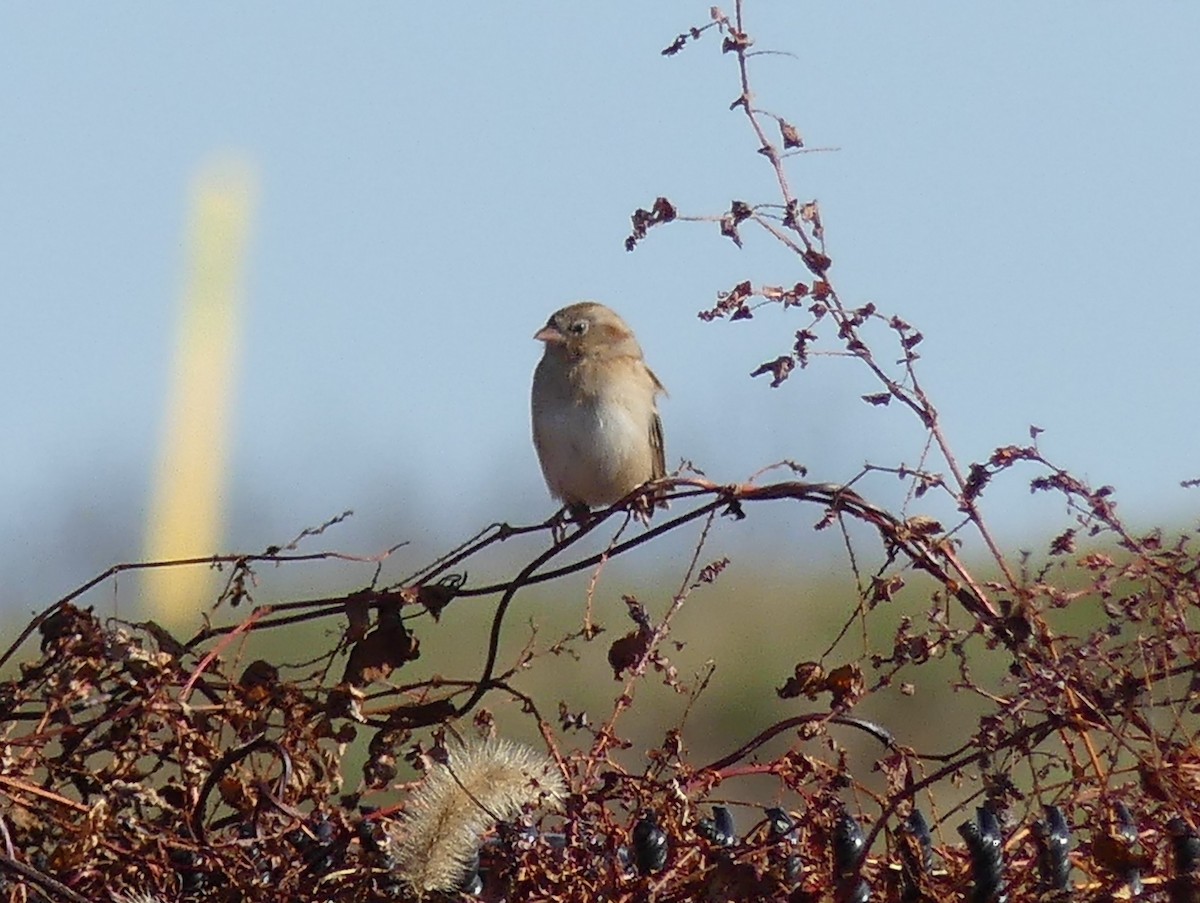Field Sparrow - ML645722944