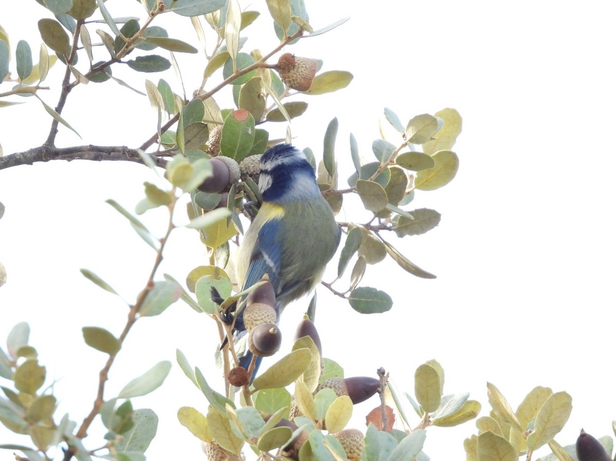 sýkora modřinka - ML645722950