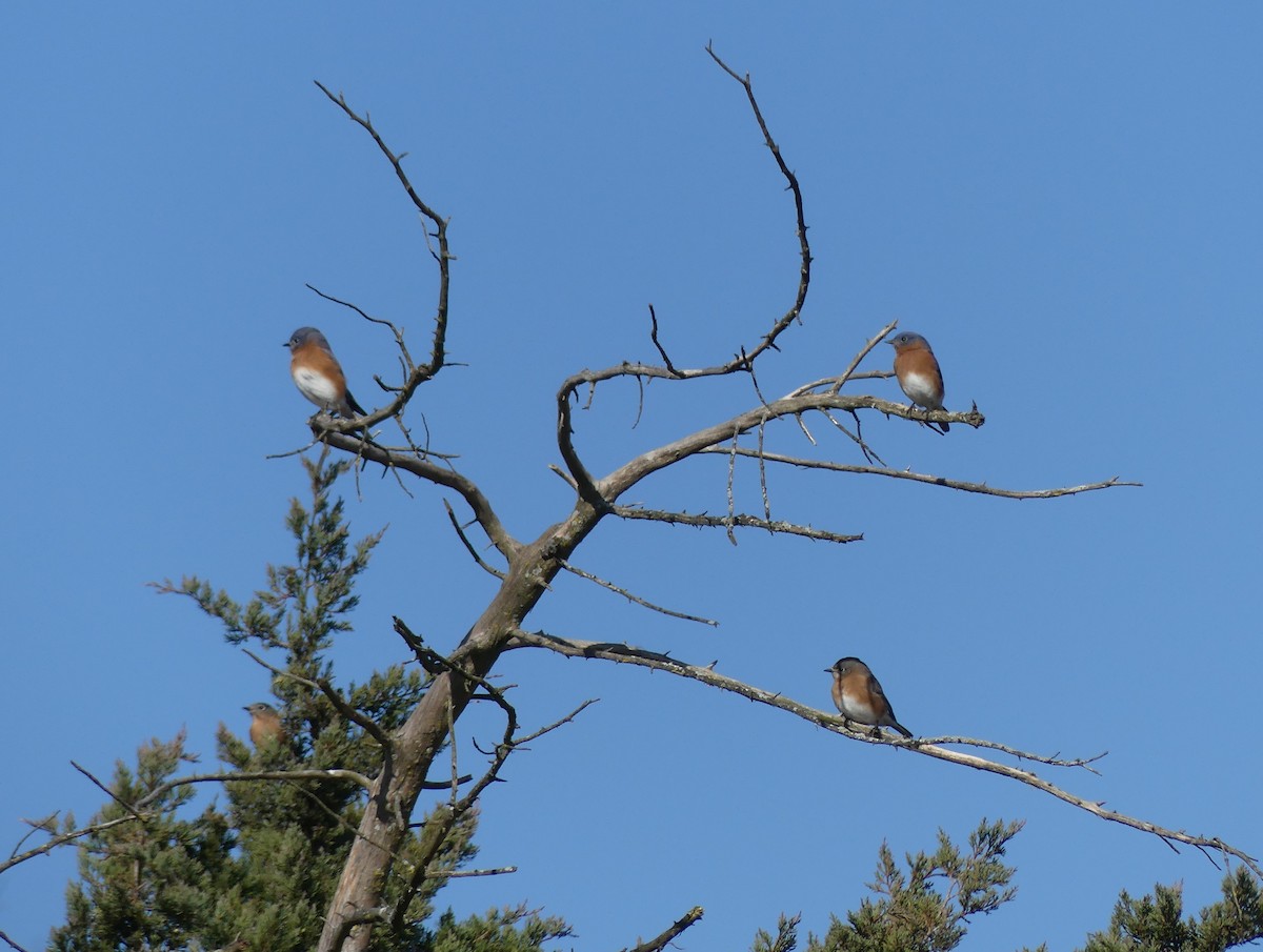 Eastern Bluebird - ML645722951