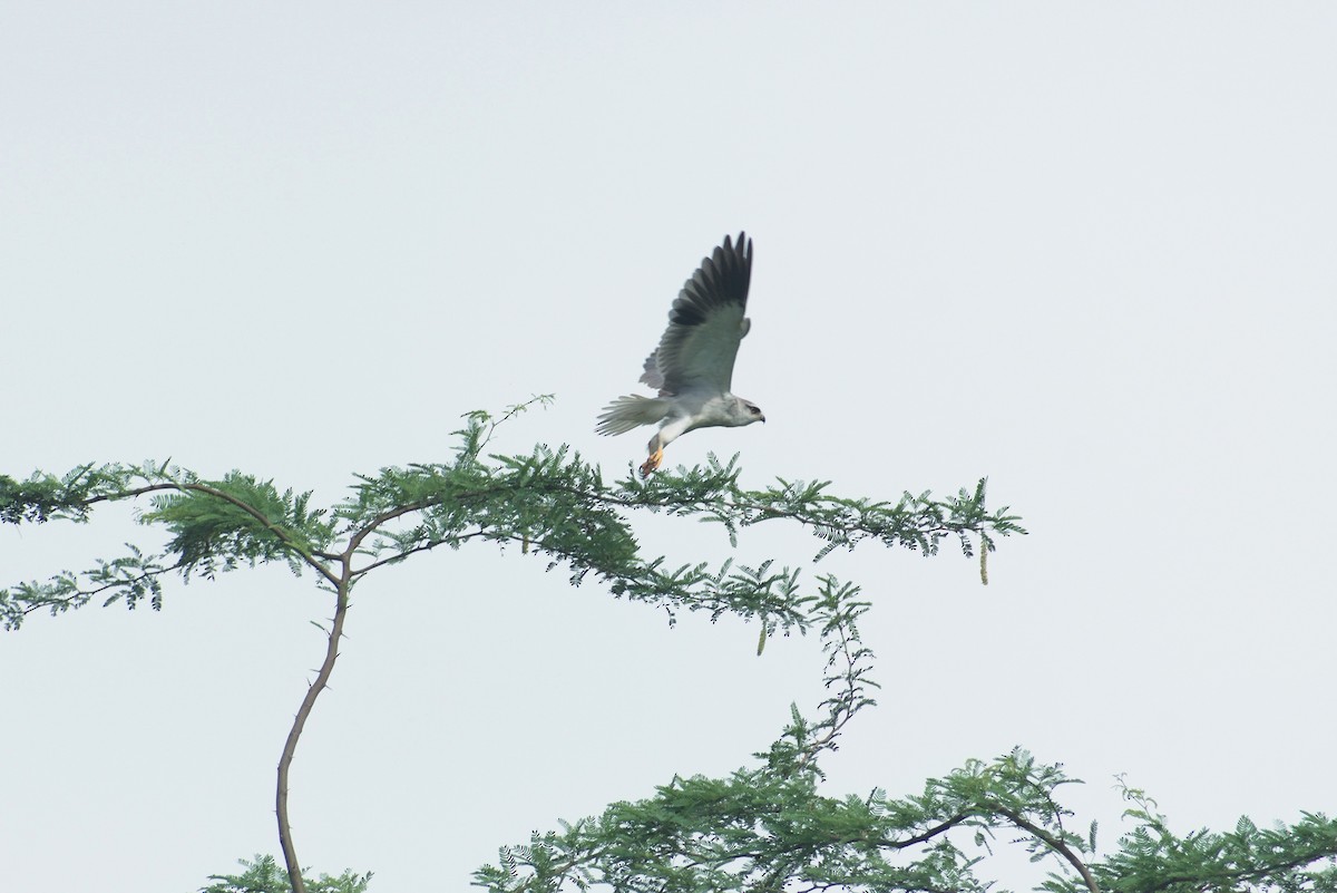 Black-winged Kite - ML645722954