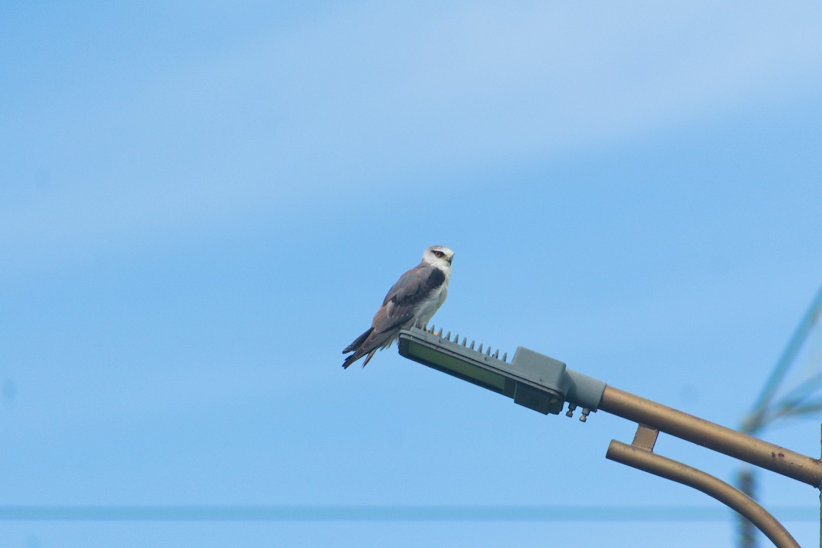 Black-winged Kite - ML645722955