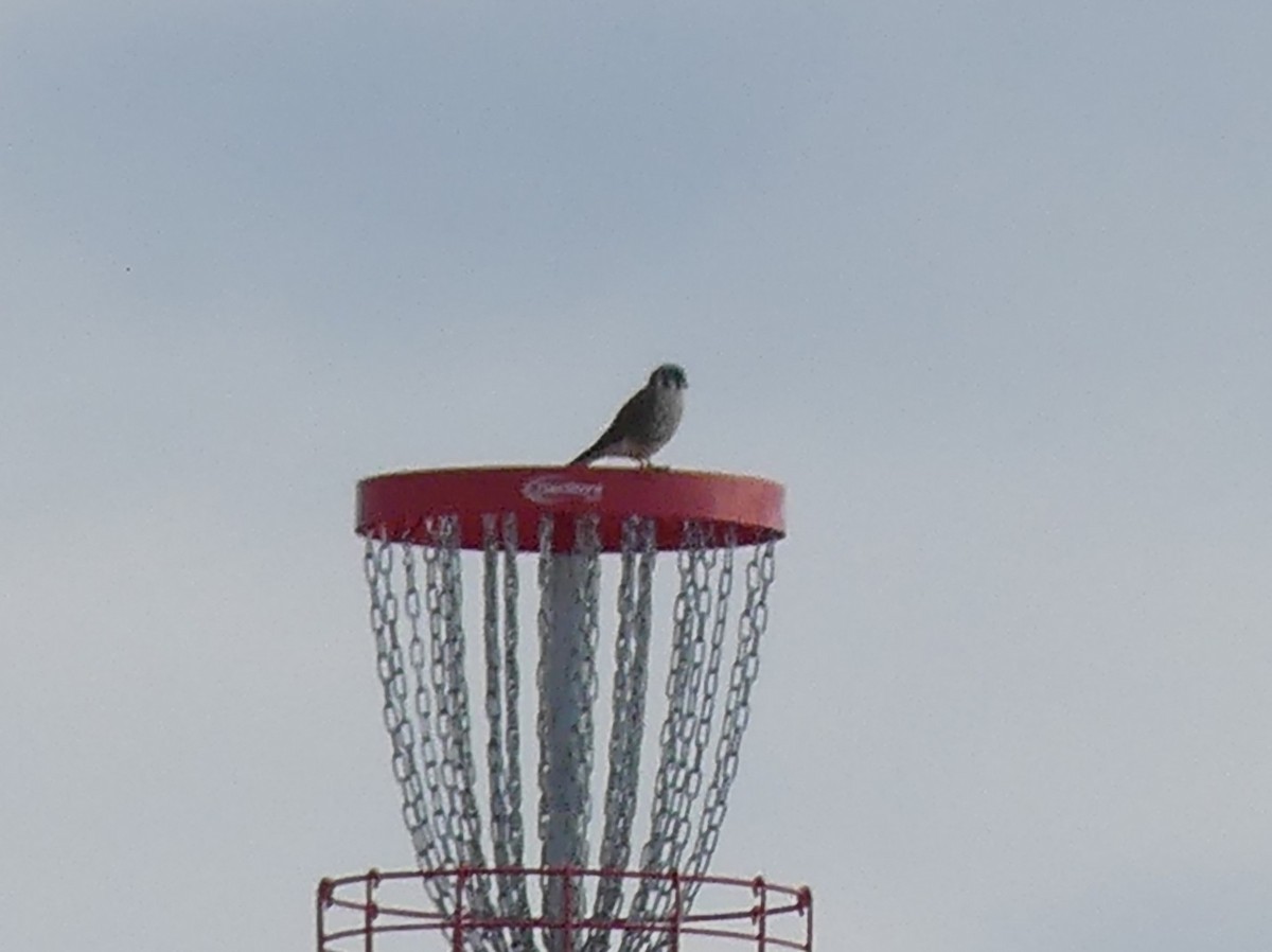 American Kestrel - ML645722958
