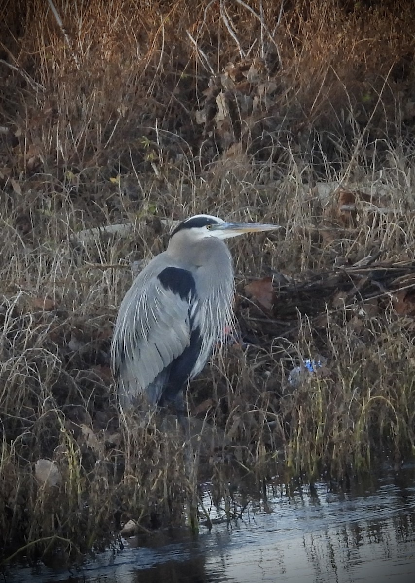 Great Blue Heron - ML645722959