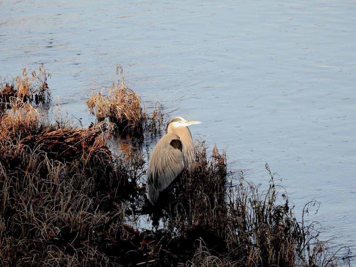 Great Blue Heron - ML645722960