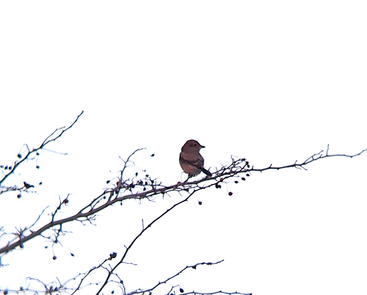 Northern Shrike - ML645722964