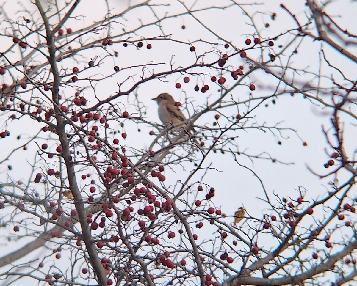 Northern Shrike - ML645722965