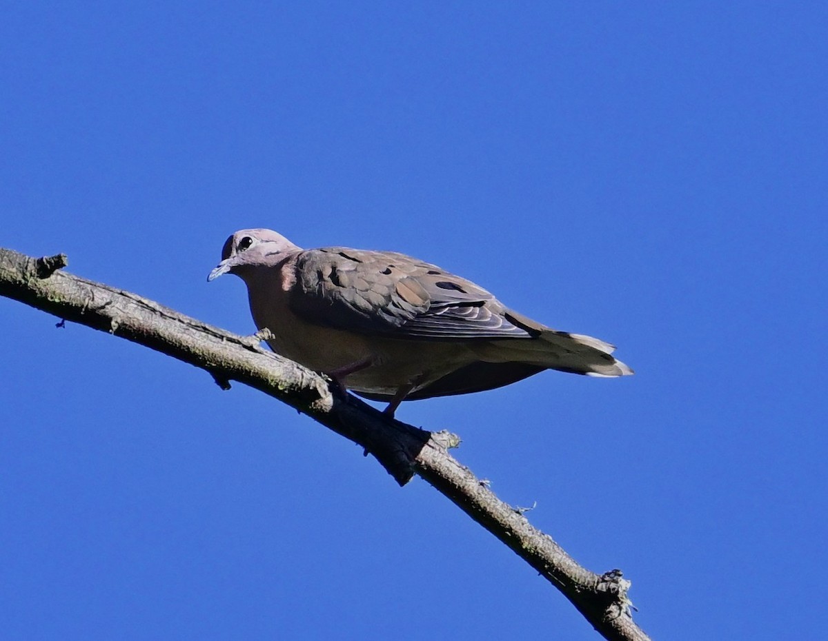 Eared Dove - ML645722981