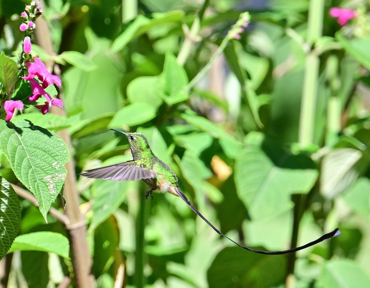 Black-tailed Trainbearer - ML645722997