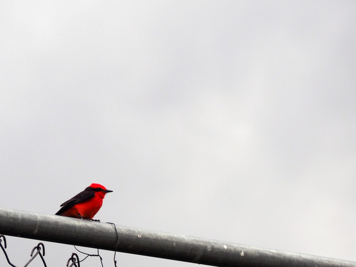 Vermilion Flycatcher - ML645723017