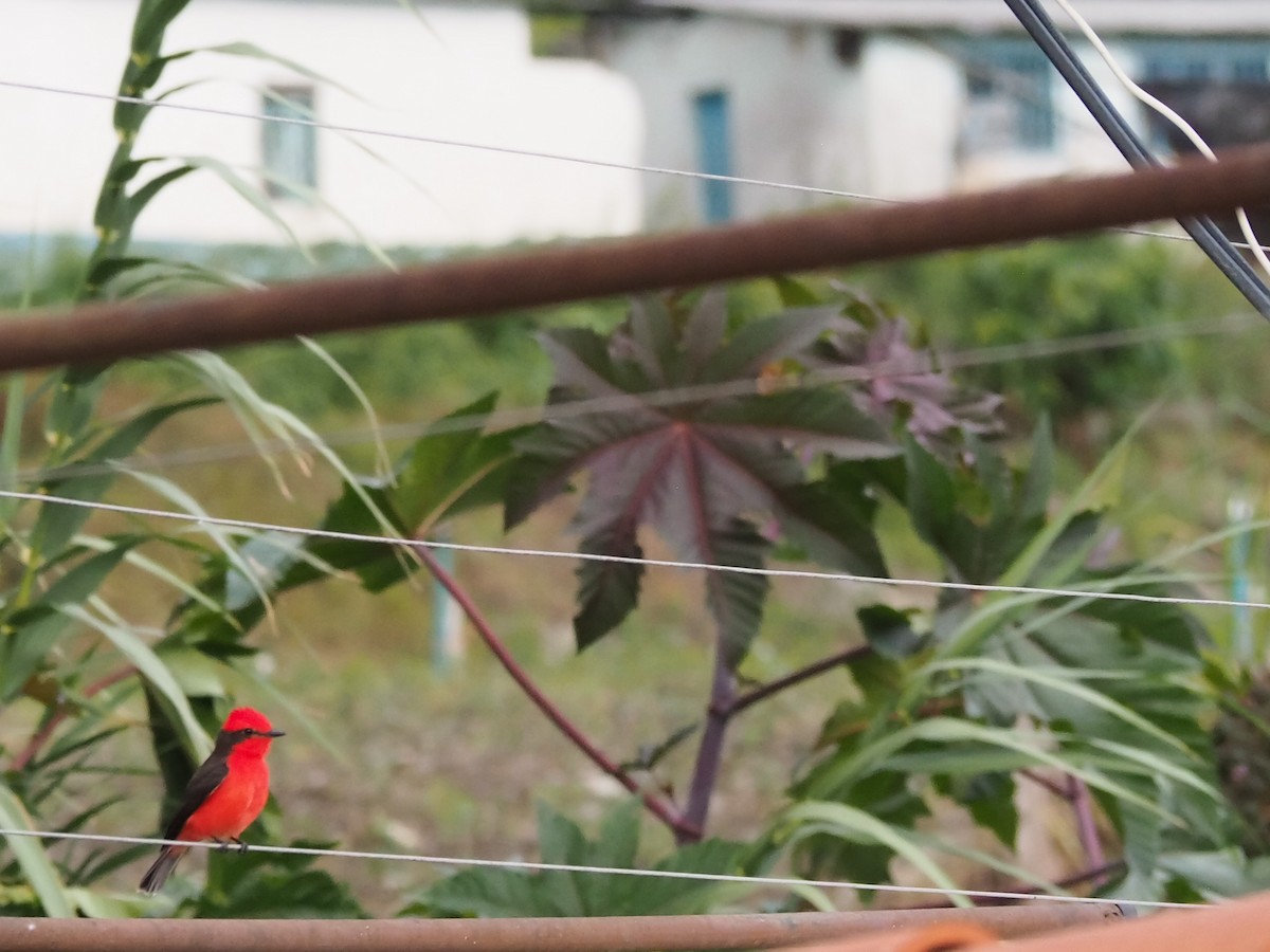 Vermilion Flycatcher - ML645723018