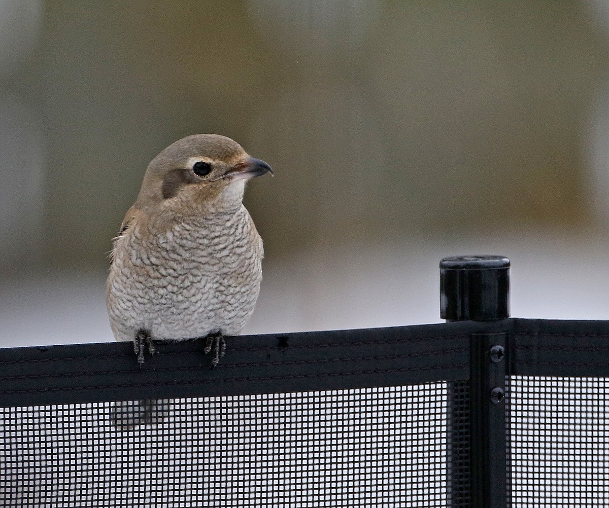 Northern Shrike - ML645723028