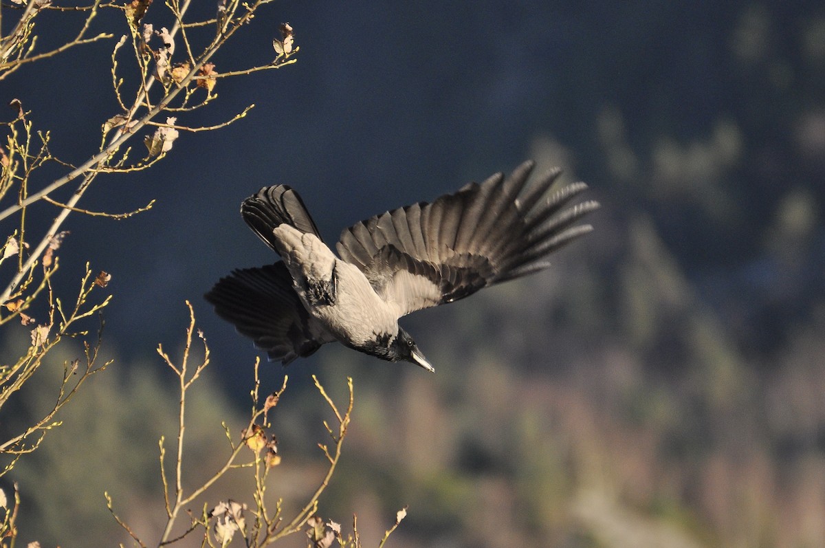 עורב אפור - ML645723029