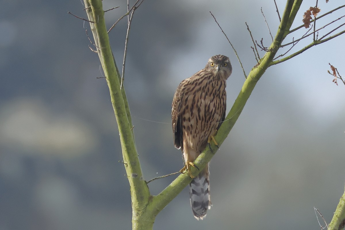 נץ גדול - ML645723032