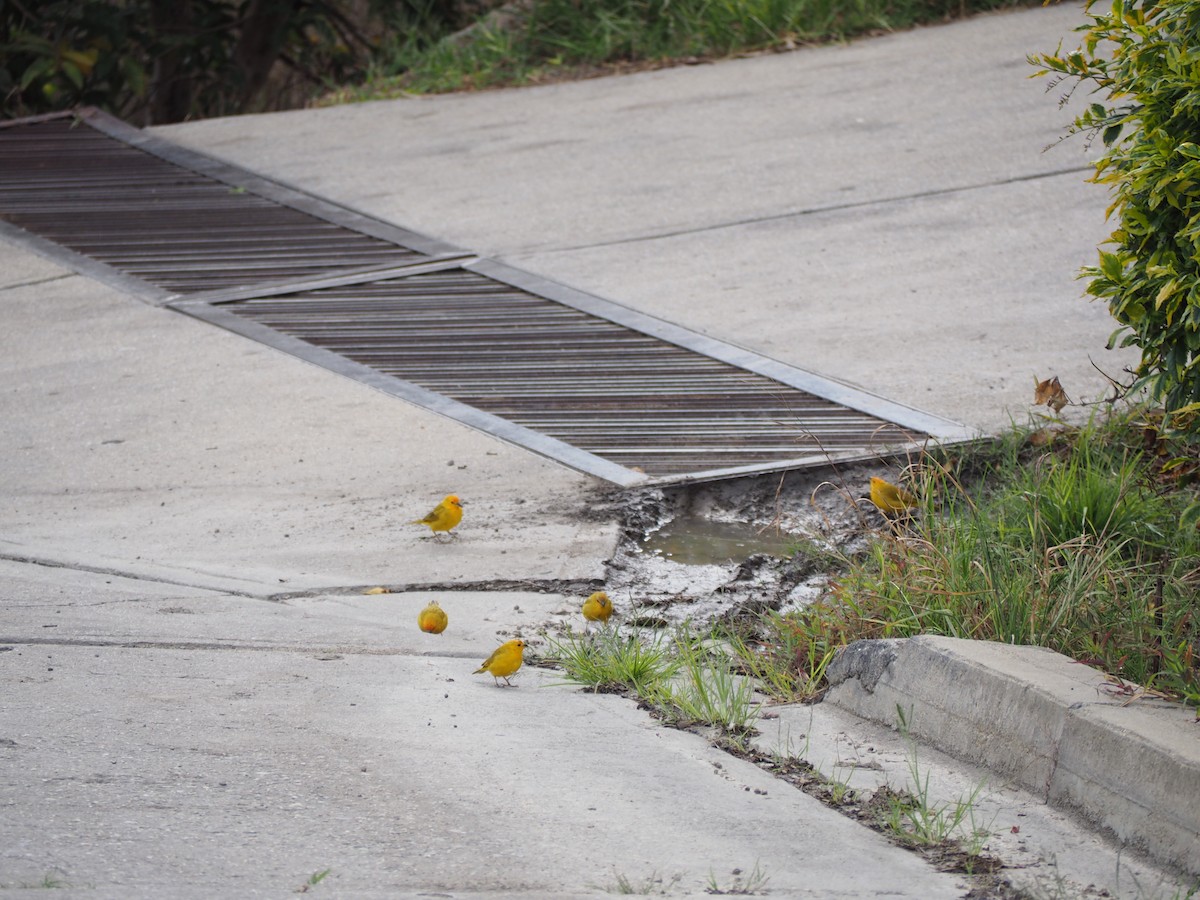 Saffron Finch - ML645723033