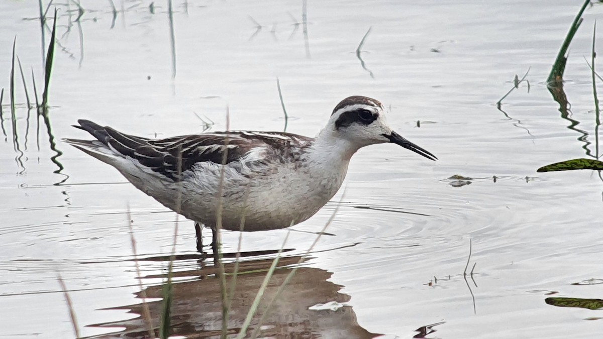 Odinshühnchen - ML645723040