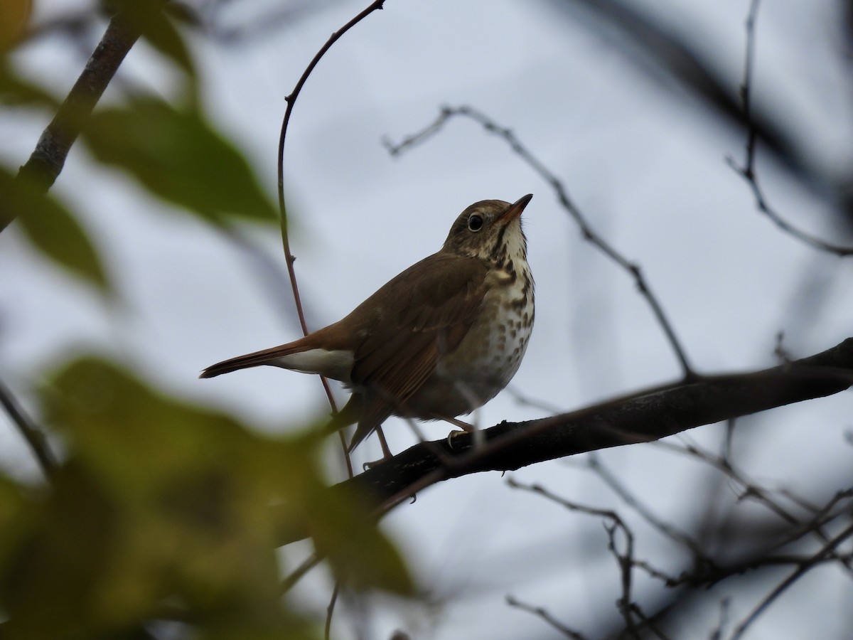 Hermit Thrush - ML645723043