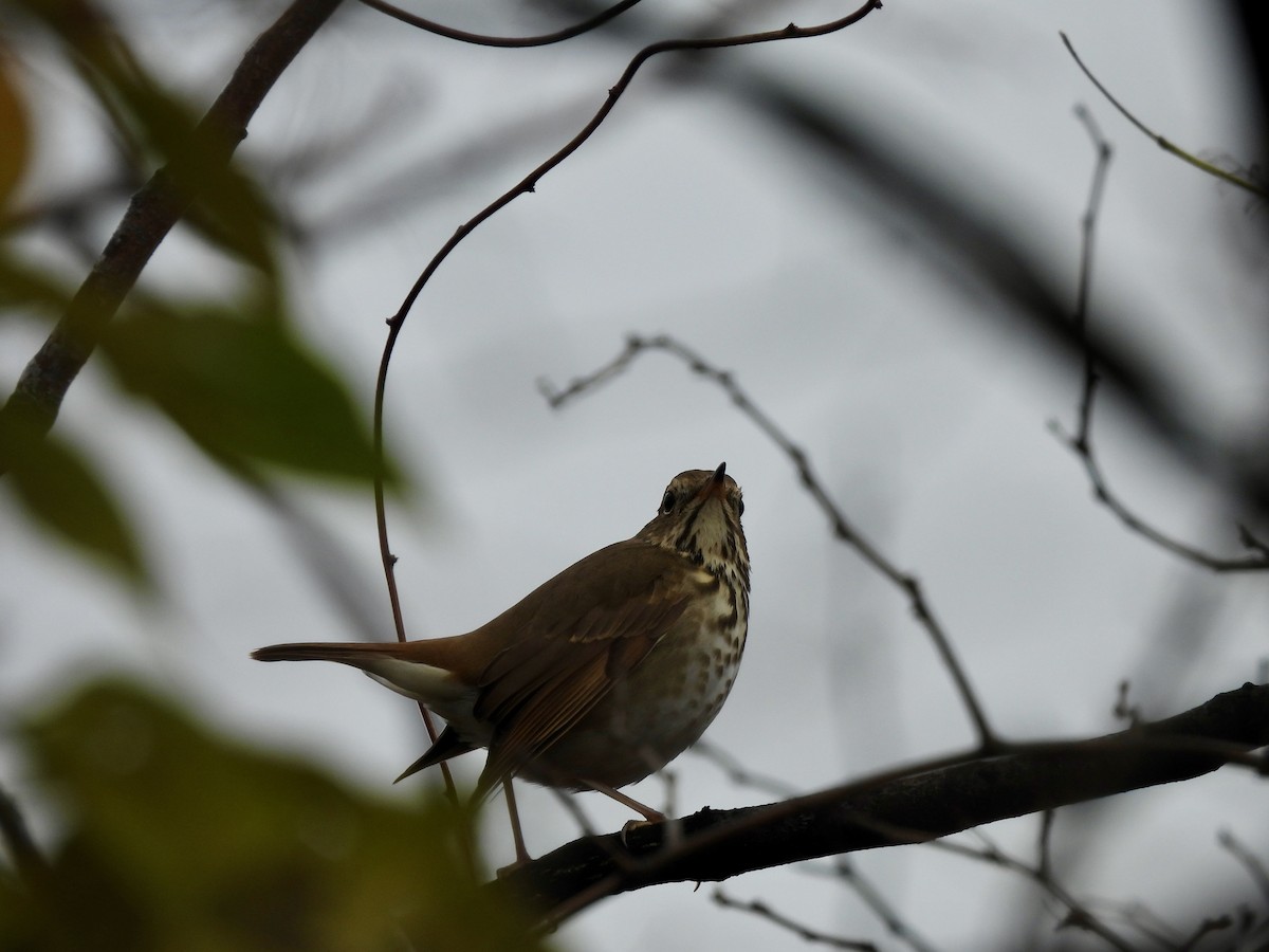 Hermit Thrush - ML645723044