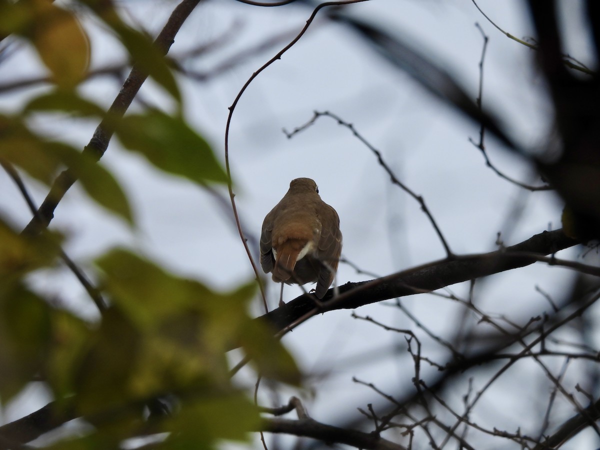 Hermit Thrush - ML645723045