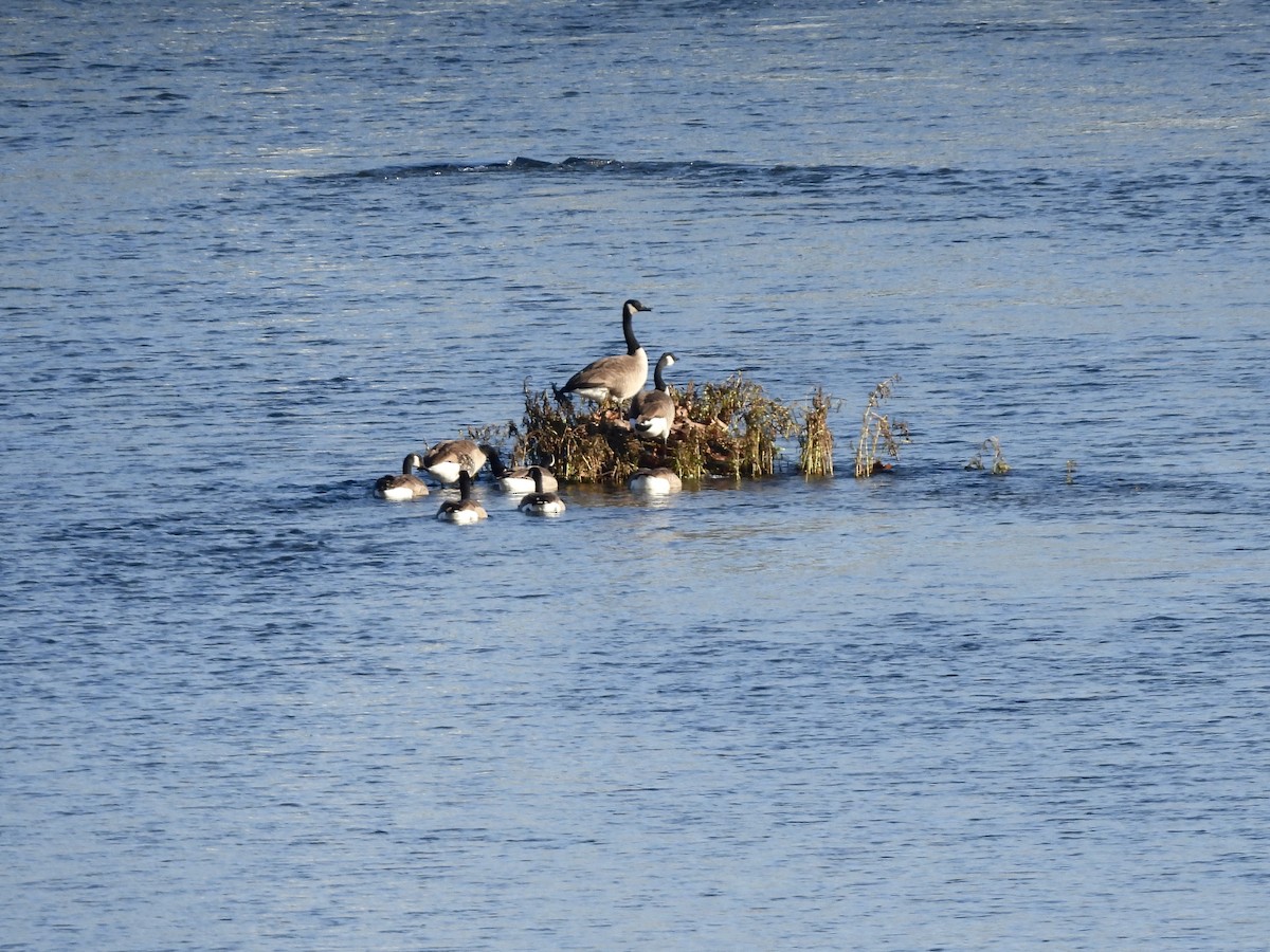 Canada Goose - ML645723055