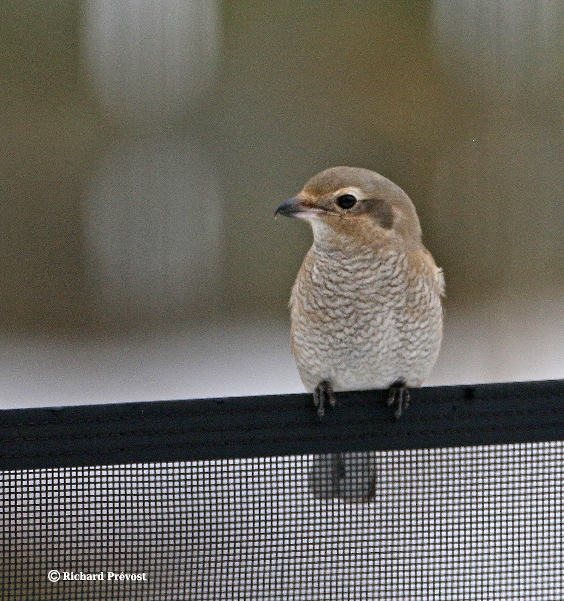 Northern Shrike - ML645723056