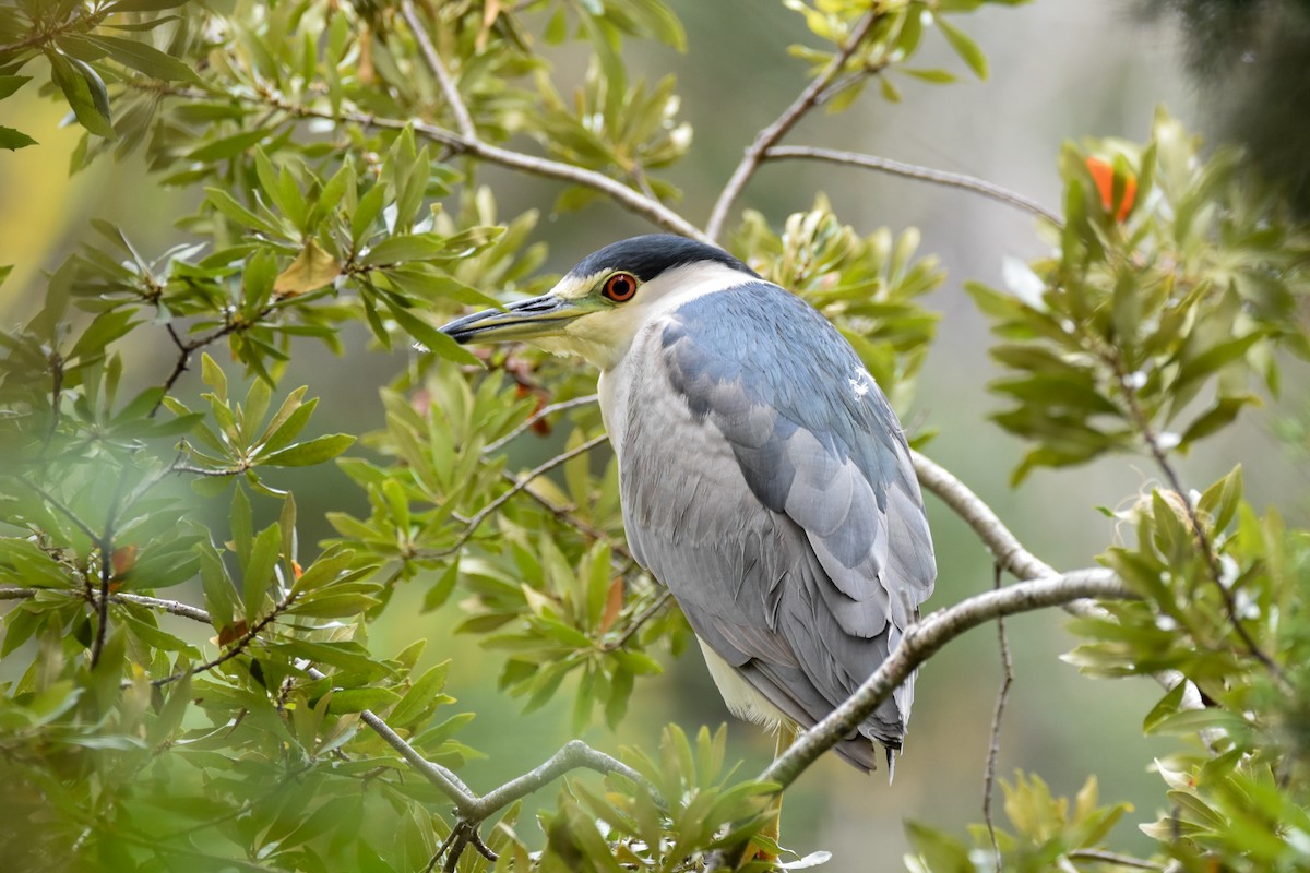 Black-crowned Night Heron - ML645723064