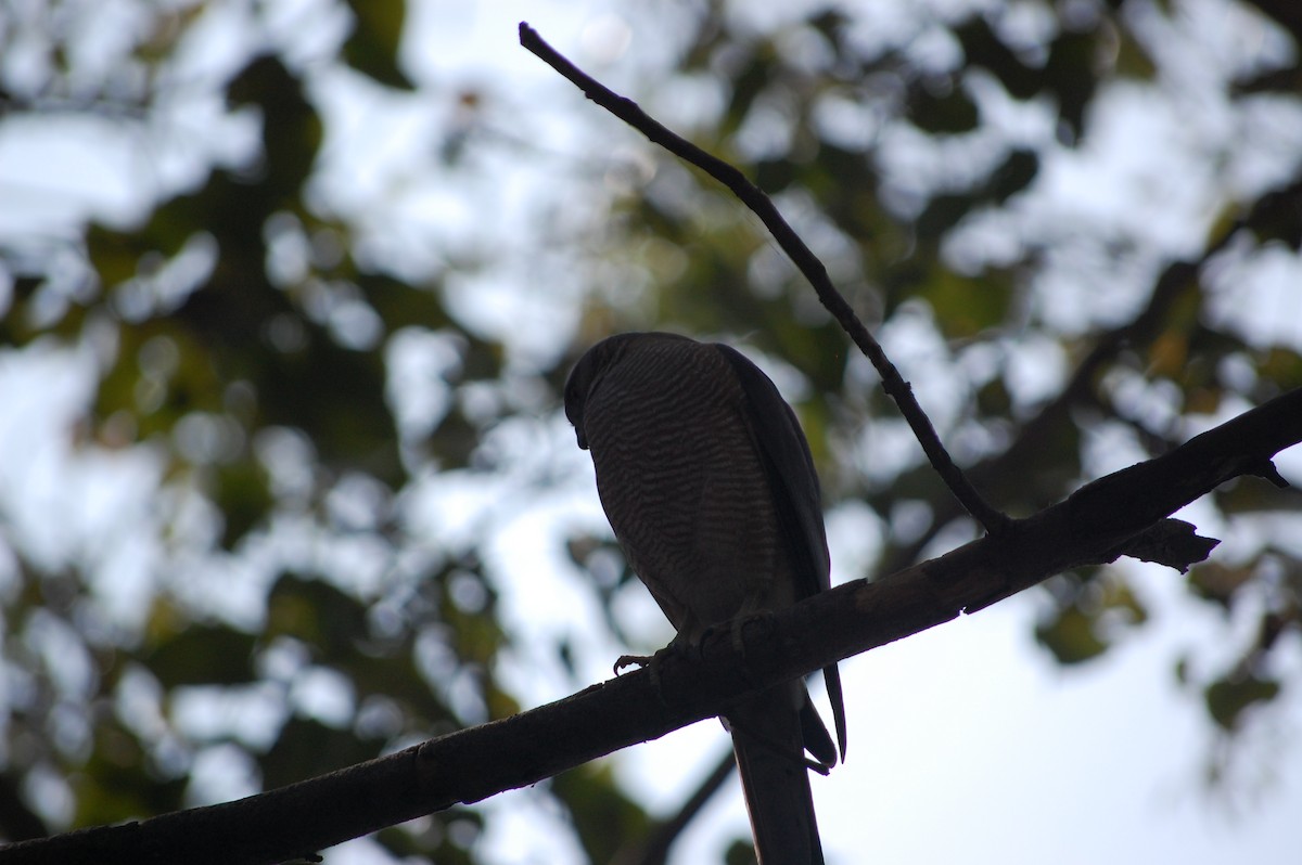 Shikra - ML645723066