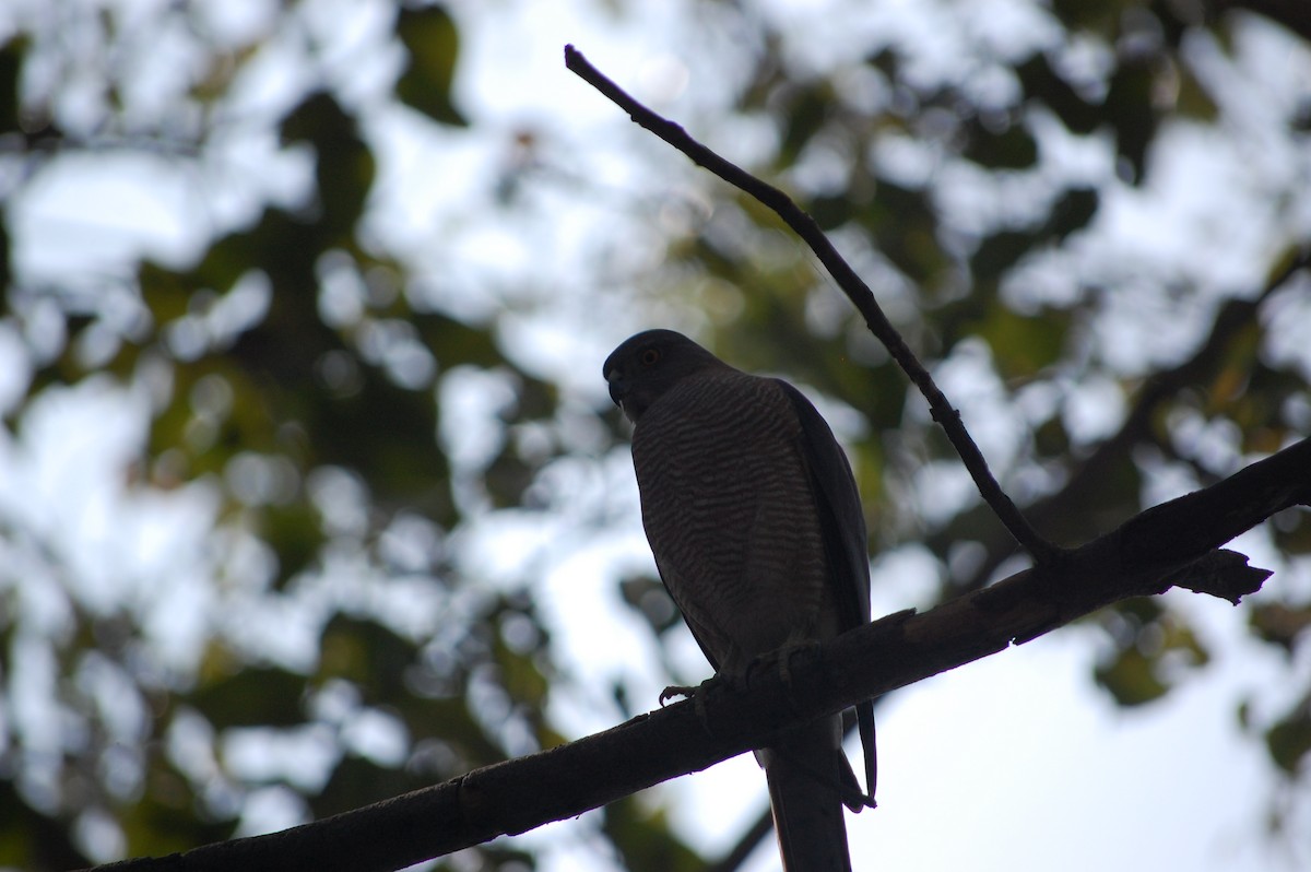 Shikra - ML645723067