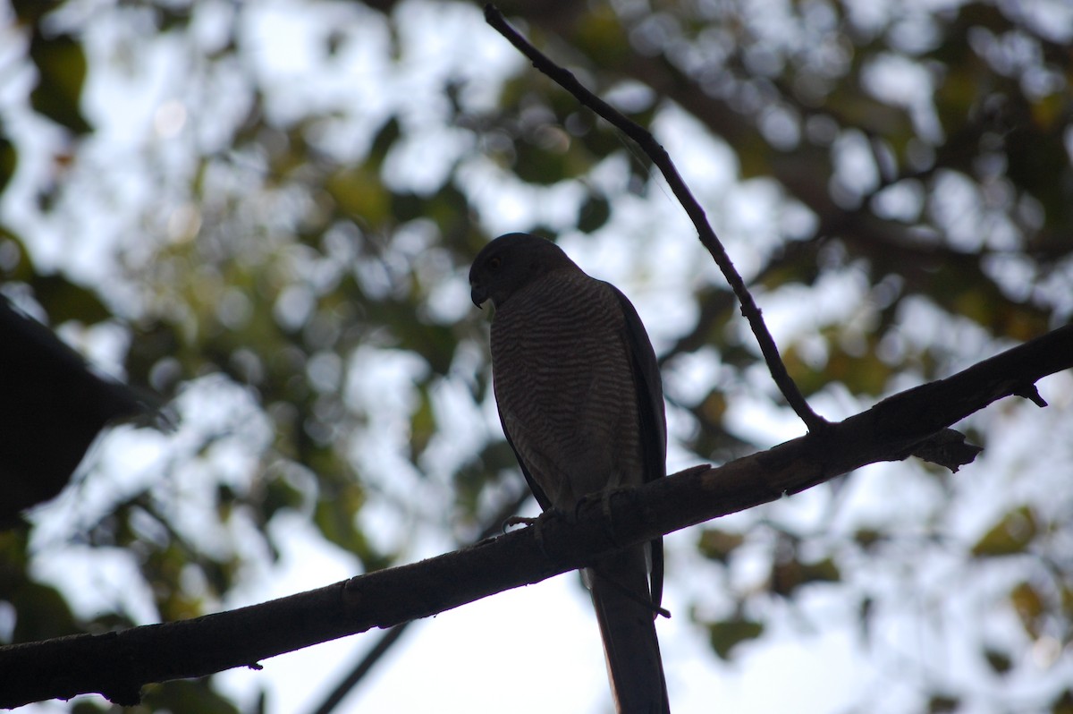 Shikra - ML645723068