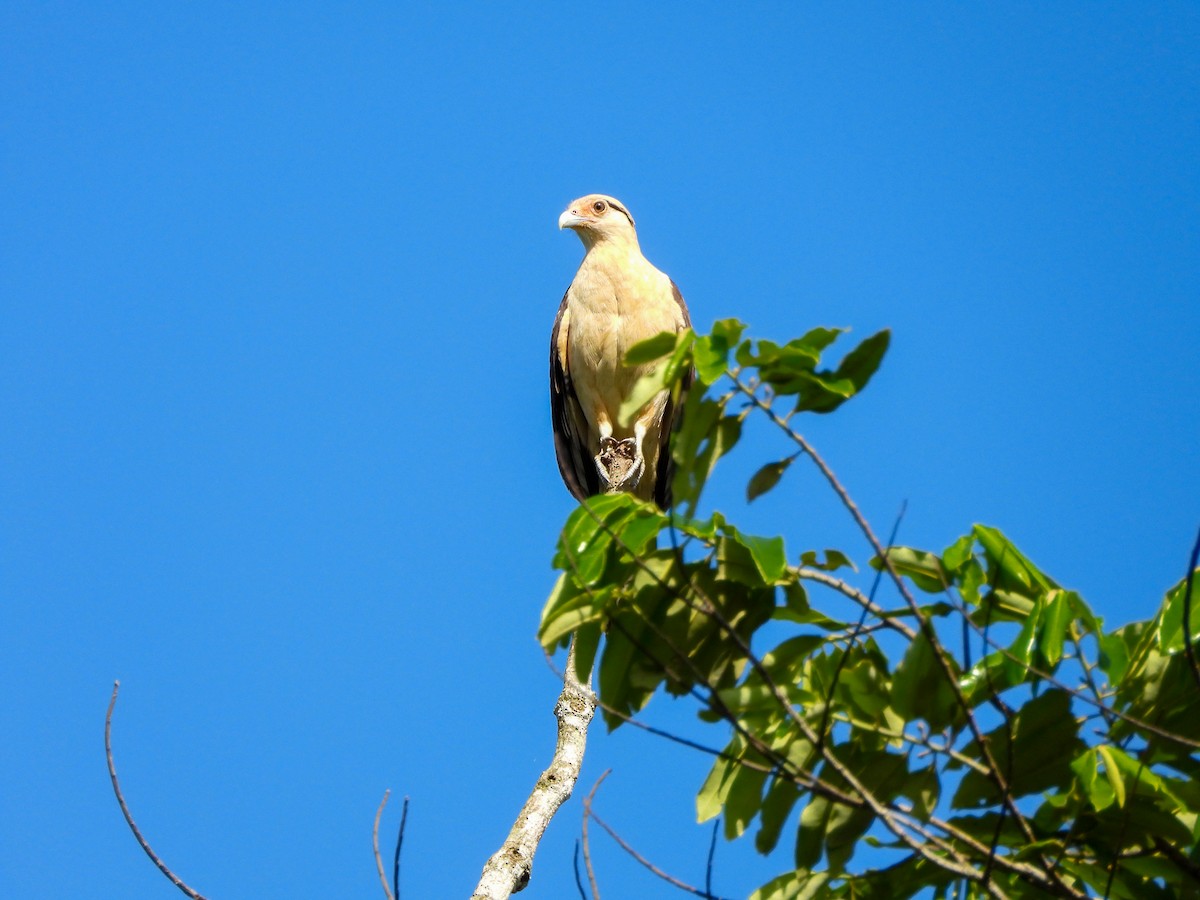 Yellow-headed Caracara - ML645723070