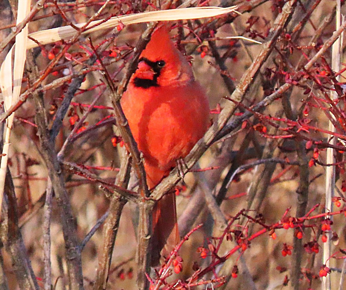Northern Cardinal - ML645723072