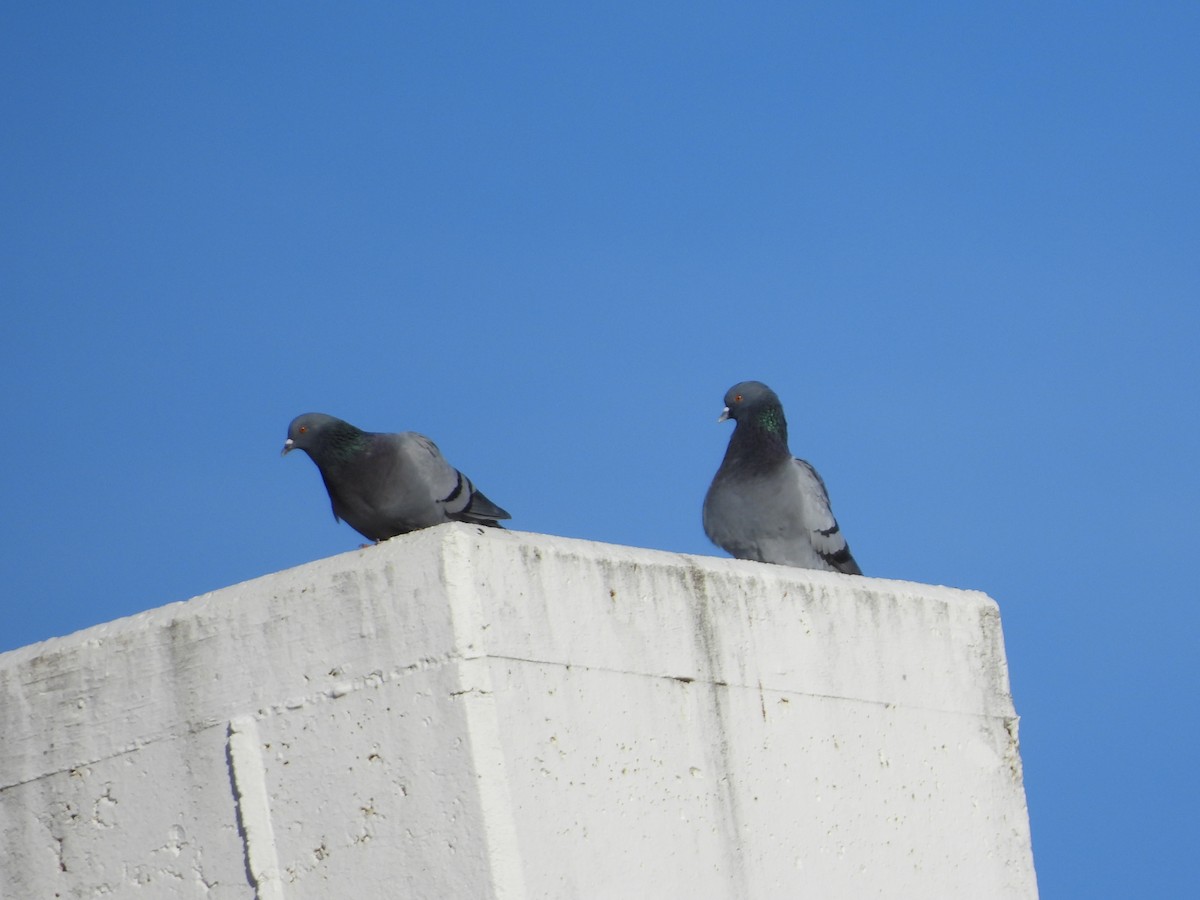 Rock Pigeon (Feral Pigeon) - ML645723074
