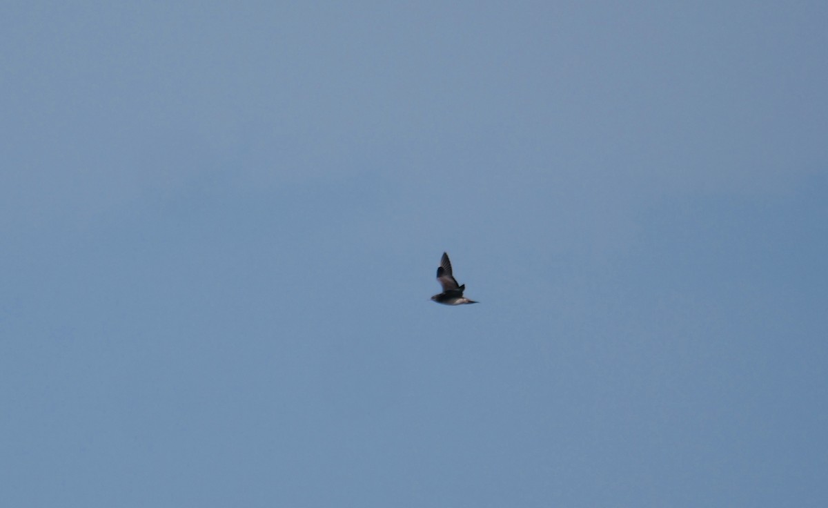 Parasitic Jaeger - ML645723075