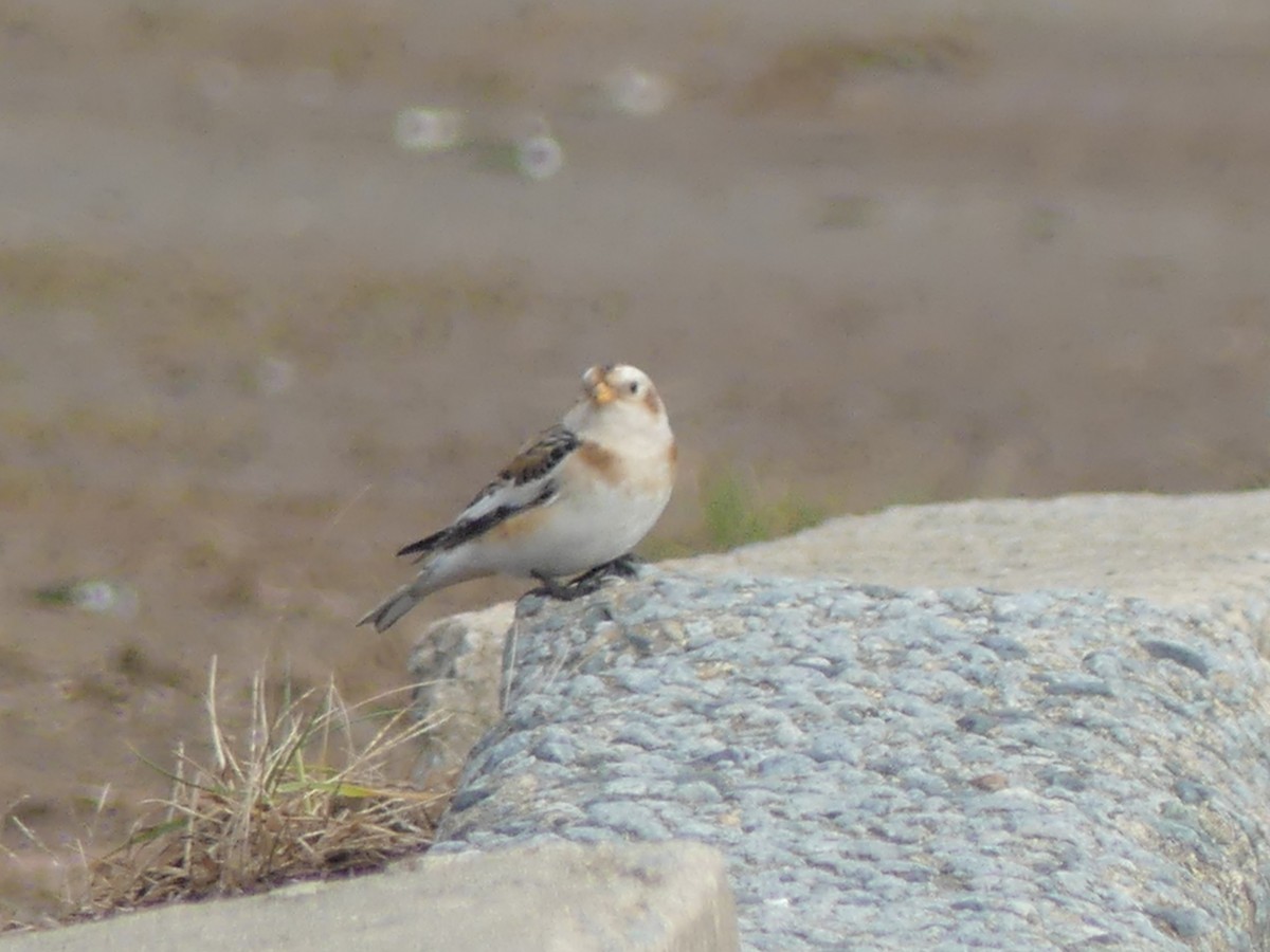 Snow Bunting - ML645723076