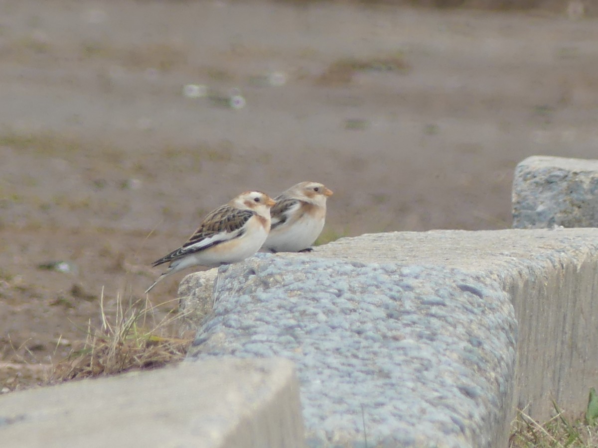 Snow Bunting - ML645723077