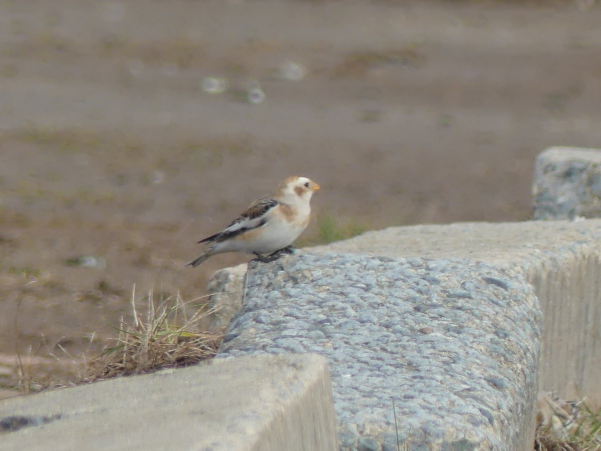 Snow Bunting - ML645723078
