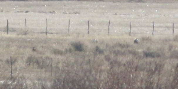 Gunnison Sage-Grouse - ML645723081