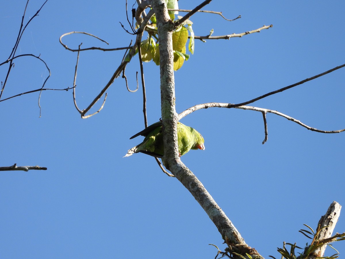 Plain Parakeet - ML645723087