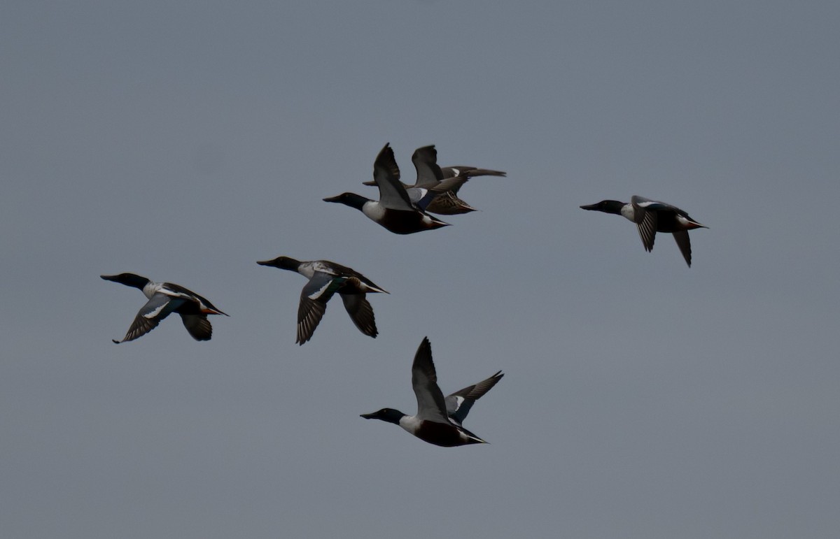 Northern Shoveler - ML645723088