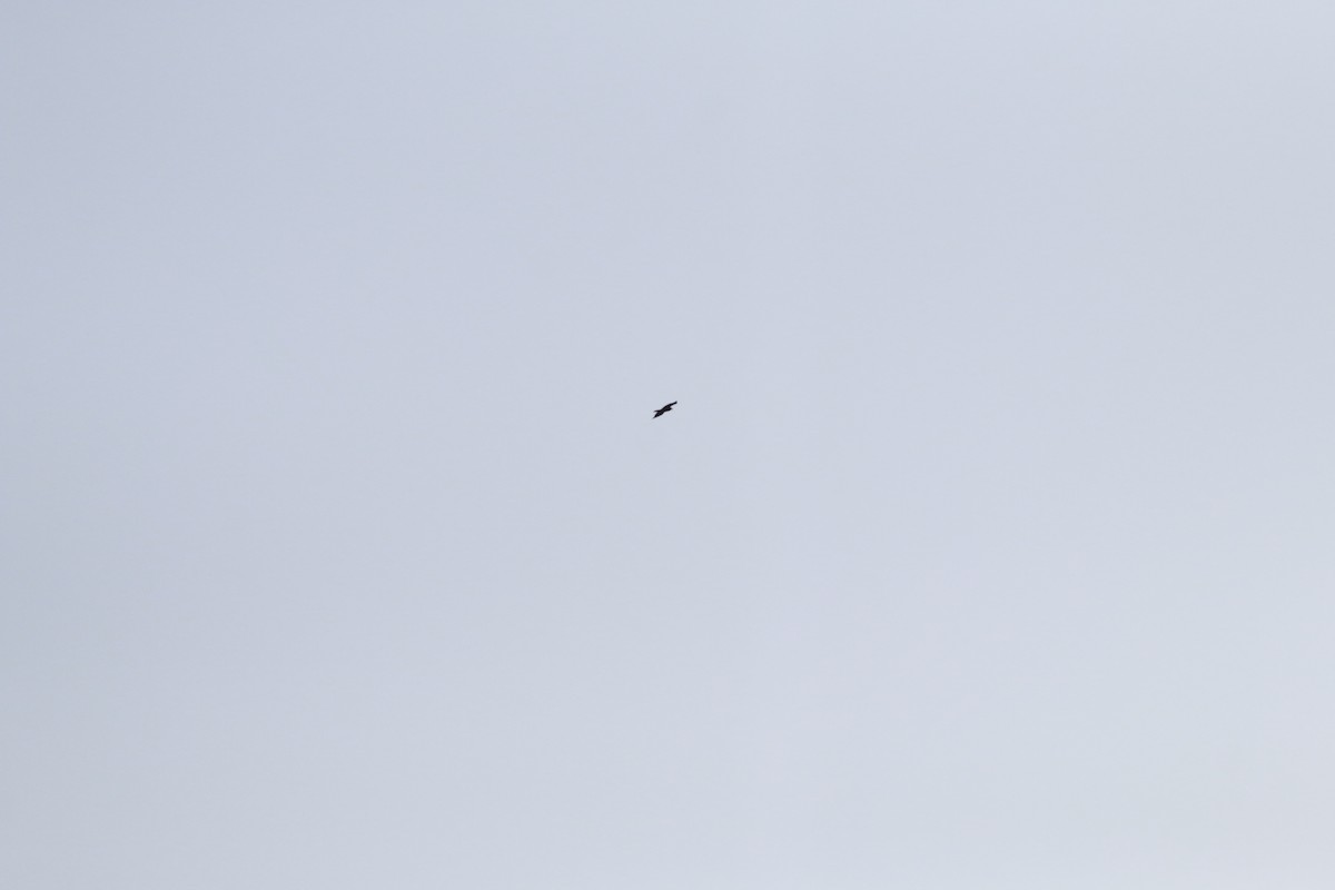 Common Raven - ML645723089