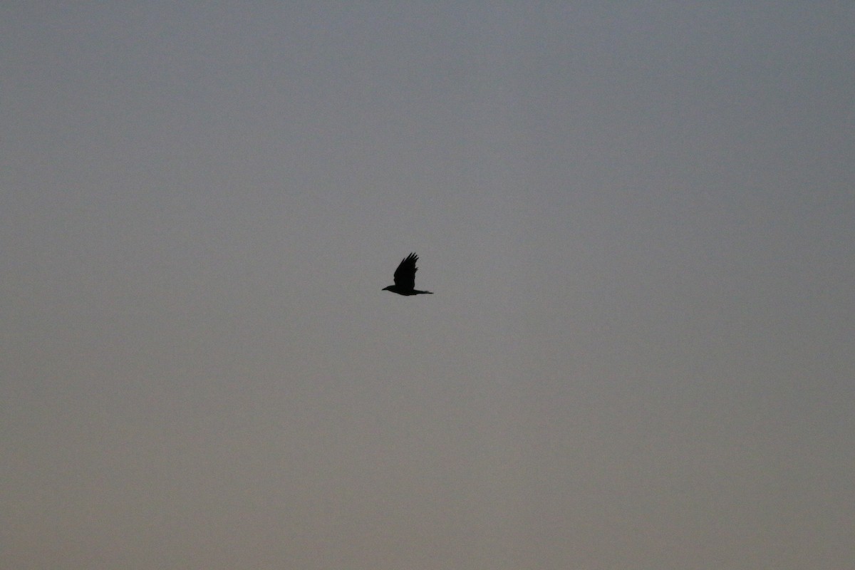 Common Raven - ML645723090