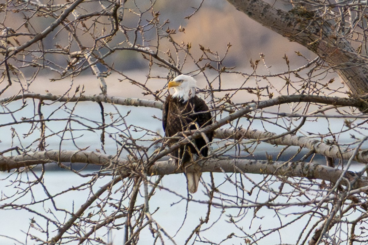 Bald Eagle - ML645723093