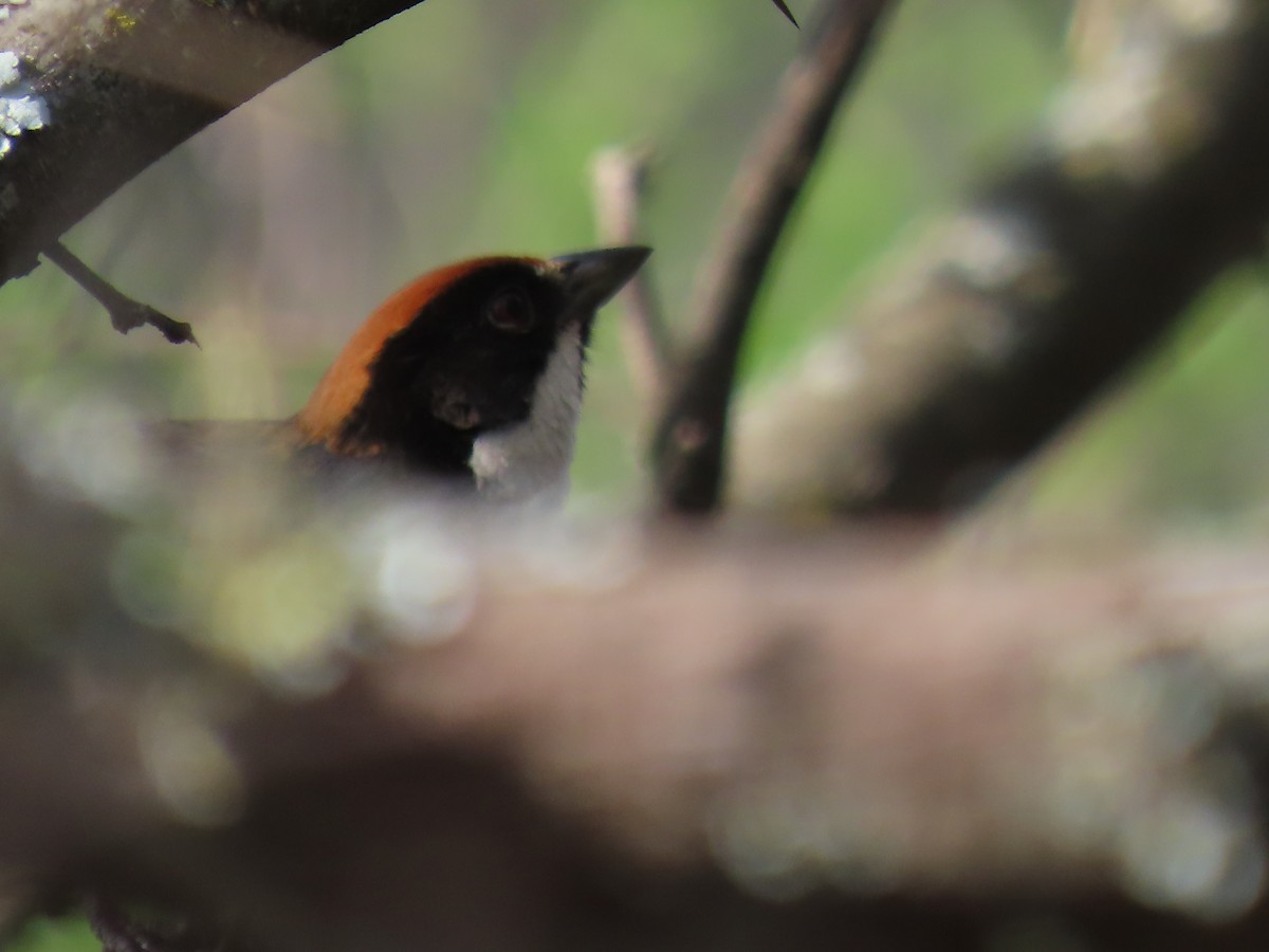 Bay-crowned Brushfinch - ML645723095
