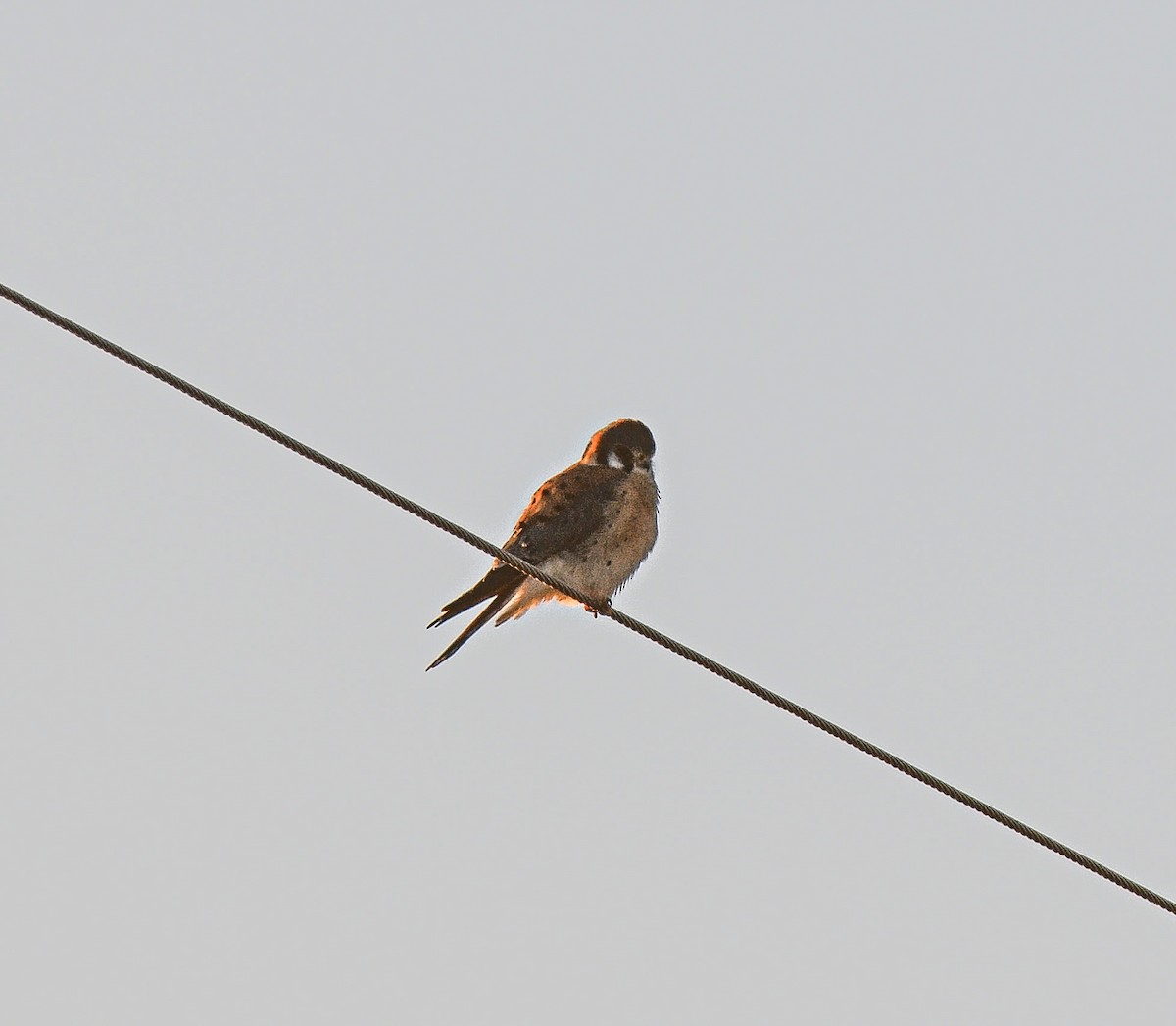 American Kestrel - ML645723096