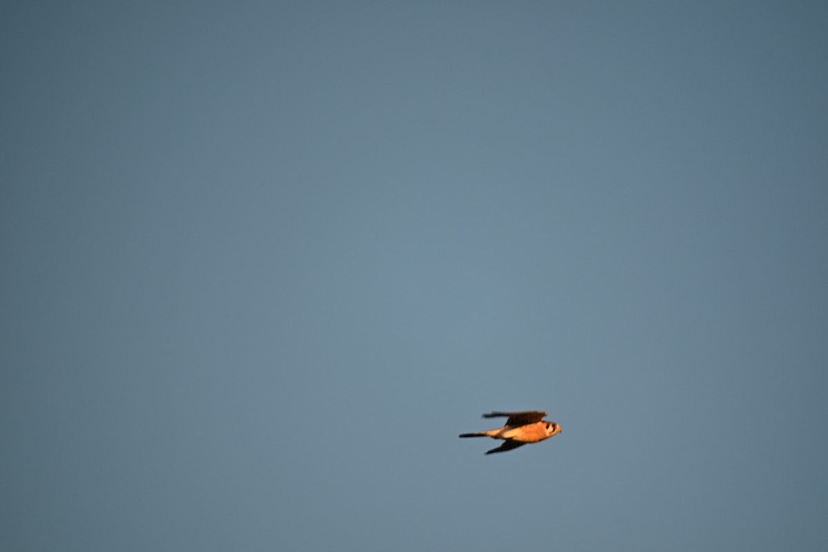 American Kestrel - ML645723097