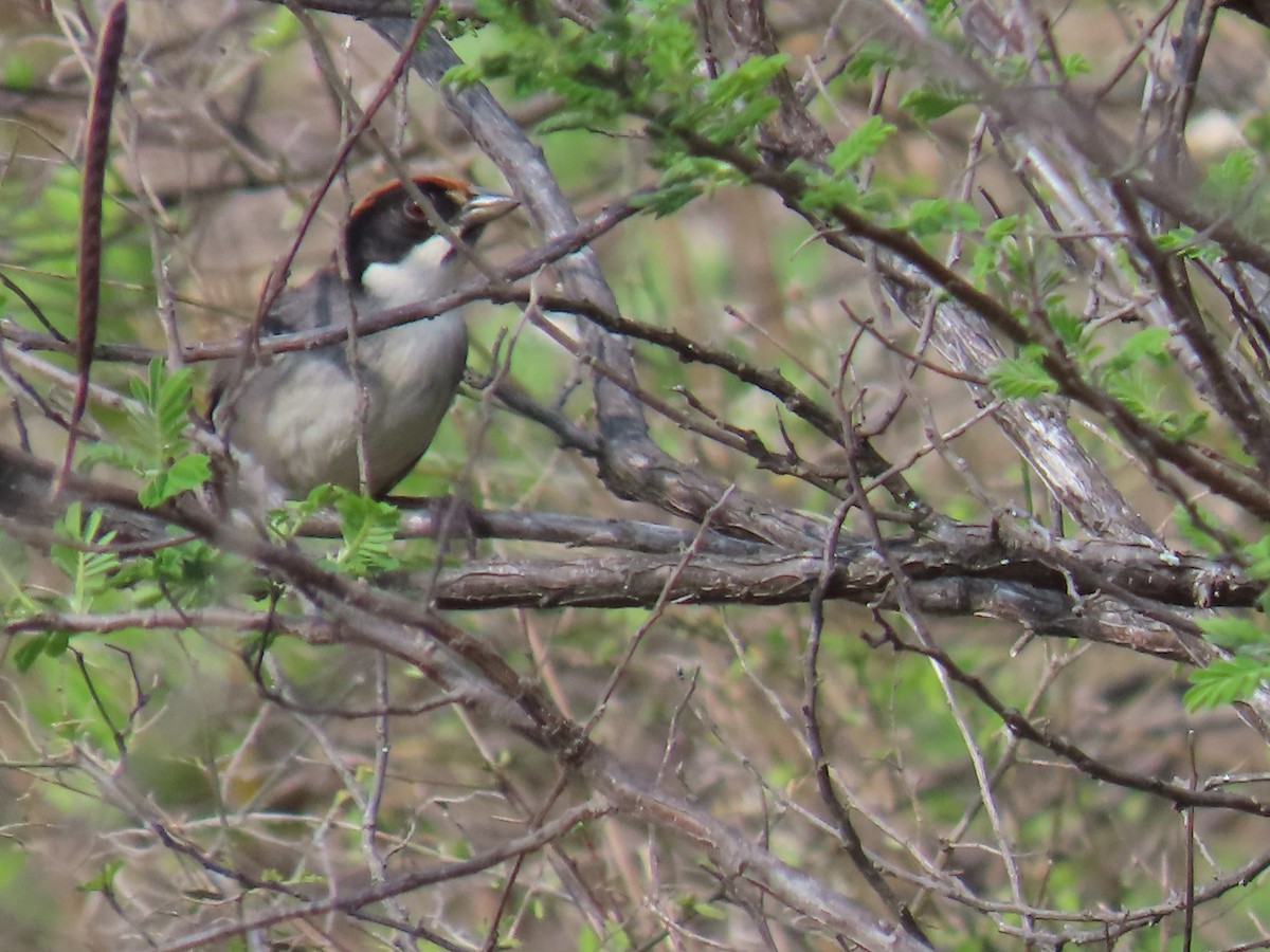 Bay-crowned Brushfinch - ML645723098