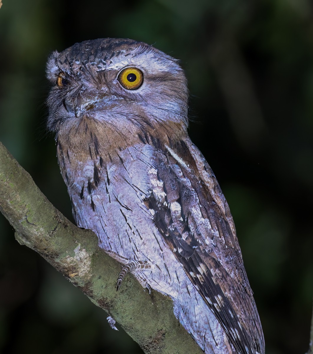 Tawny Frogmouth - ML645723099