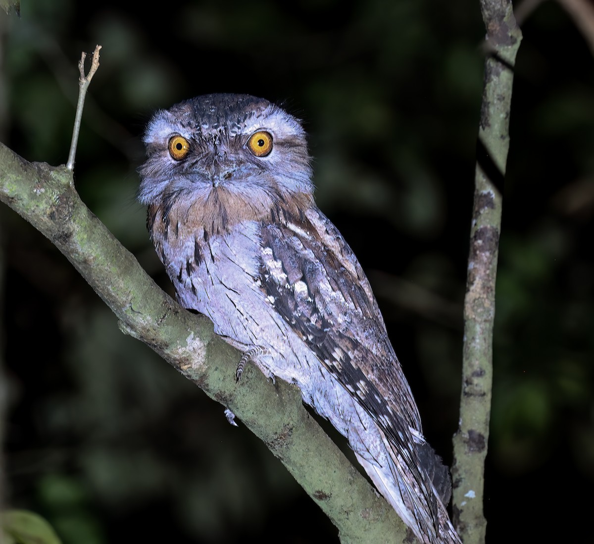 Tawny Frogmouth - ML645723100